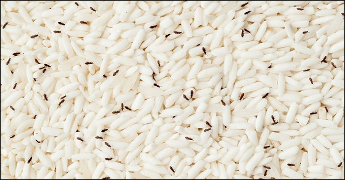 চালে পোকা ধরলে কী করবেন