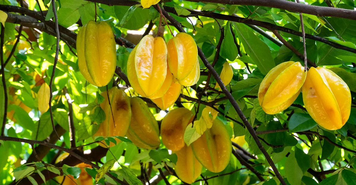 কামরাঙা খেলেই বিপদ!