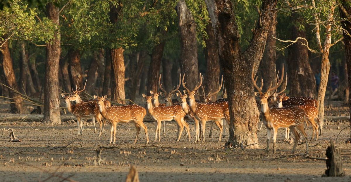 বাংলাদেশ-ভারতের যৌথ উদ্যোগে সংরক্ষণ হবে সুন্দরবন