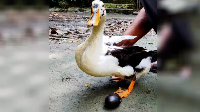 ভোলায় দেশি হাঁসে কালো ডিম!