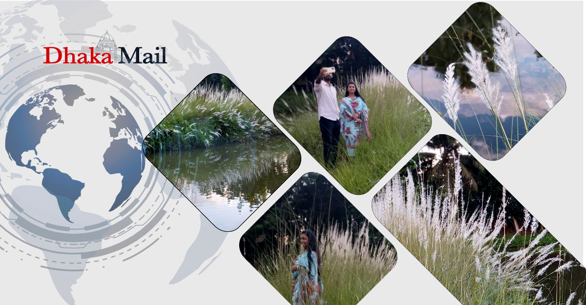 কাশফুল ছড়ায় শুভ্রতা, প্রকৃতিপ্রেমীর মুগ্ধতা