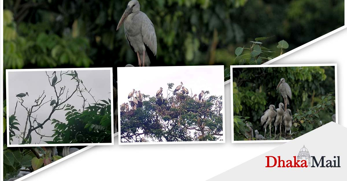 শামুকখোল পাখির কলতানে মুগ্ধ যে গ্রাম