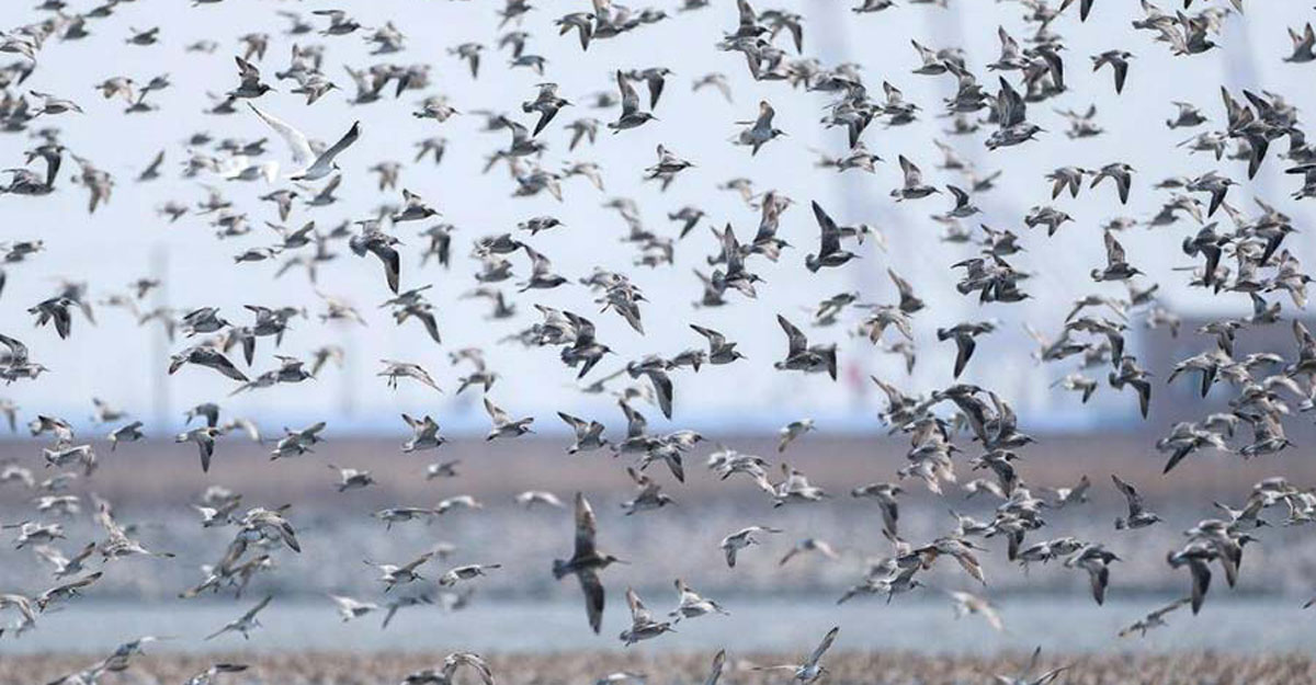 মৃত পাখিরা ঝাঁক বেঁধে উড়ছে আকাশে! কীভাবে হলো এটা?