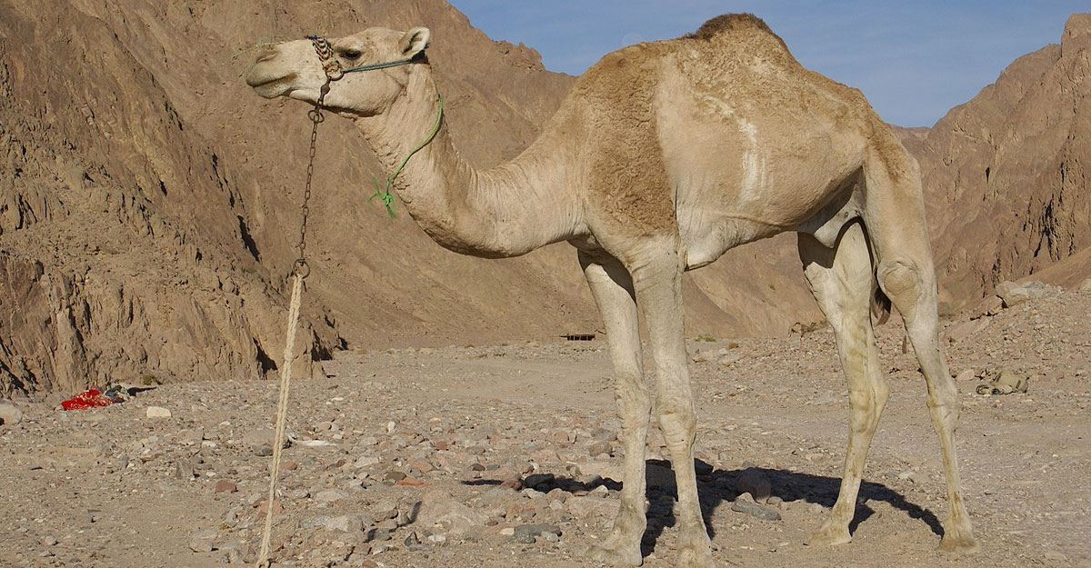 উটের গোশত খেলে কি অজু ভেঙে যায়?