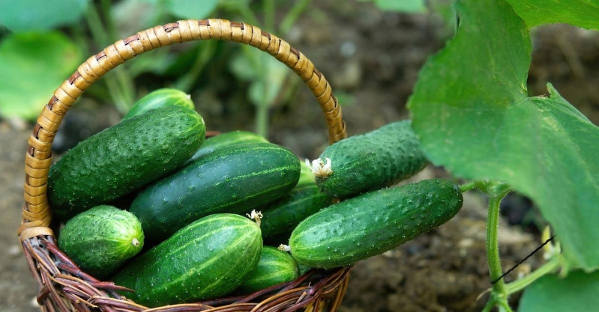 শসা খাওয়ার উপকারিতা