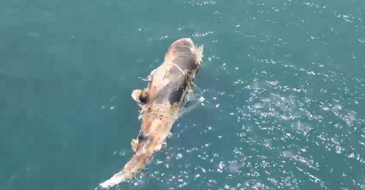 শরীরে জাল পেঁচিয়ে সমুদ্রে ভাসছে মৃত তিমি