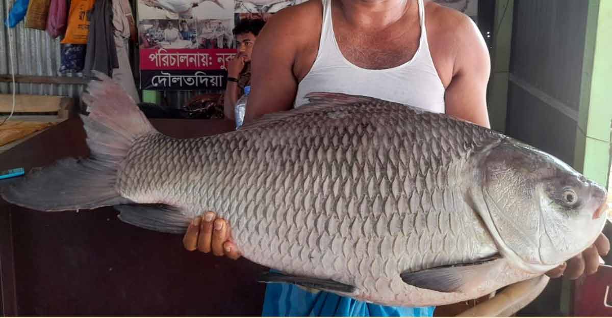 পদ্মা নদীতে জেলের জালে ১৬ কেজি ওজনের কাতল