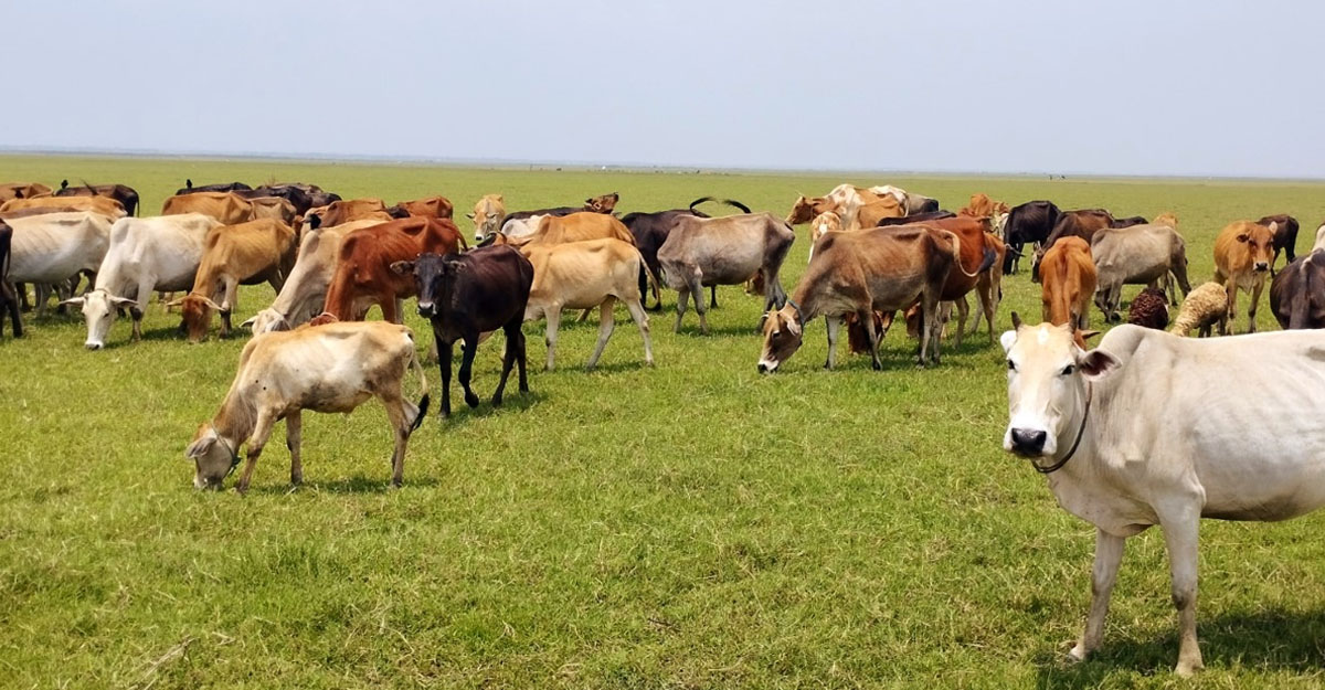 হাওরপারের গো-চারণভূমি যেন প্রকৃতির অপরূপ সৌন্দর্যের লীলাভূমি
