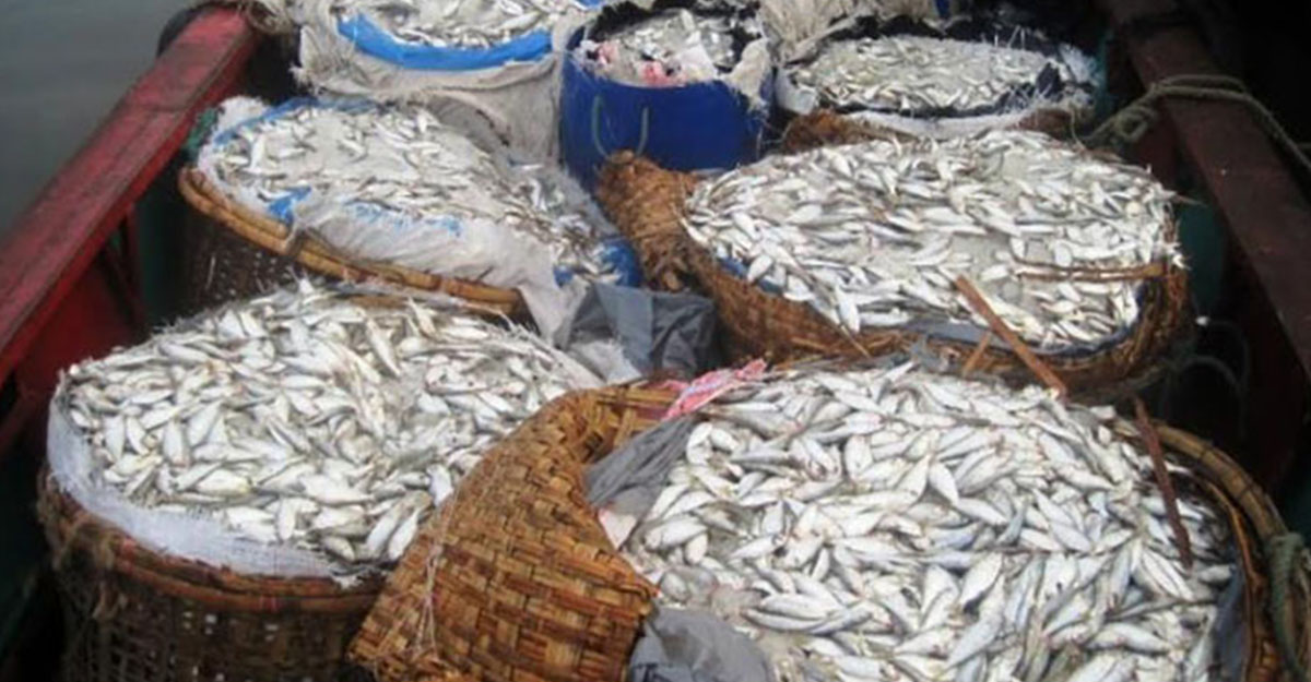 আজ থেকে জাটকা সংরক্ষণ সপ্তাহ শুরু