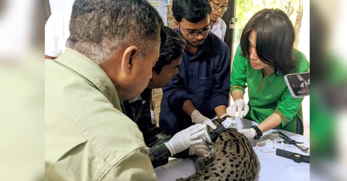 মেছো বিড়ালের গলায় বসল ‘জিপিএস’ কলার