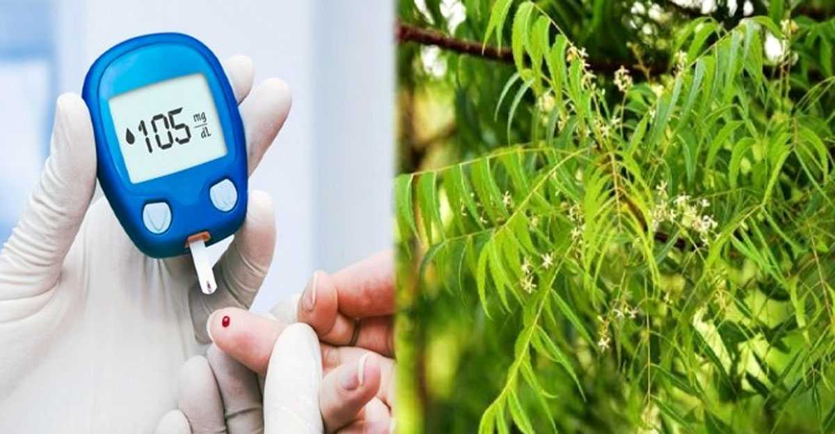 ডায়াবেটিস নিয়ন্ত্রণে রাখে নিম পাতা, কীভাবে খাবেন