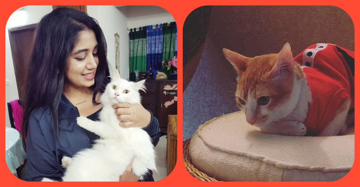 ঈদে বাহিরে যাচ্ছেন, পোষা প্রাণীর কী হবে?