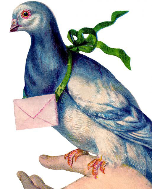 pigeons