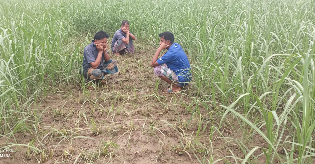 পাংশায় আখ ক্ষেত নষ্ট করল দুর্বৃত্তরা