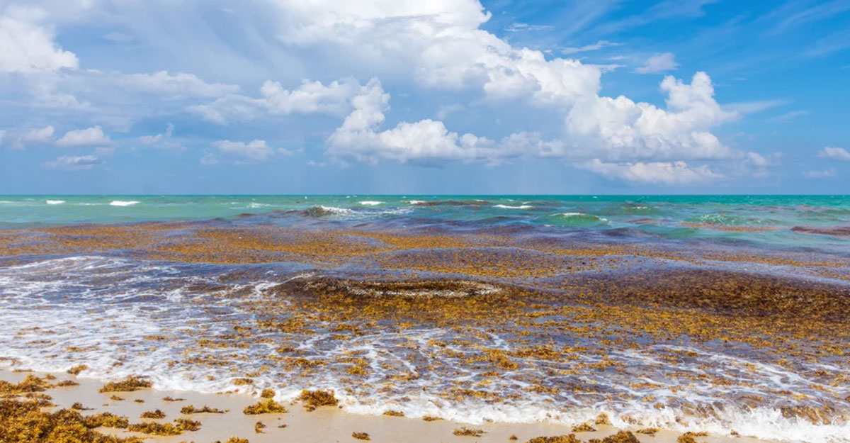 বিস্ময়কর যে সাগরের কোনো তীর নেই