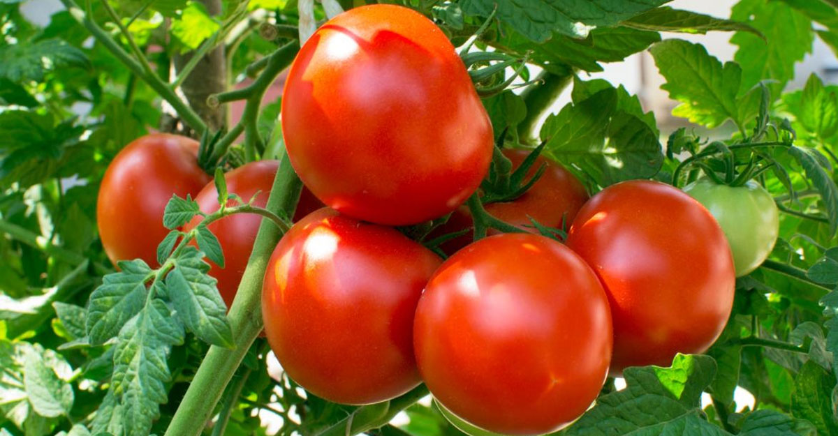 tomato