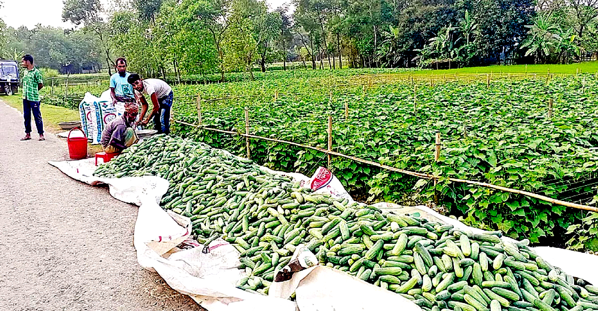 অধিক লাভে শসা চাষে খুশি কৃষক সিরাজুল 