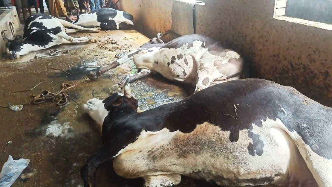 খাবার খেয়েই ছটফটিয়ে মারা গেলো খামারের ১১টি গরু