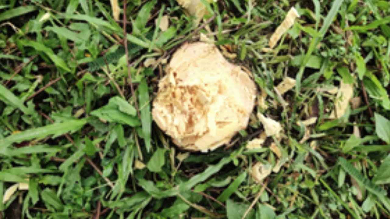 গাছের ডাল ছাঁটাইয়ের নামে গাছ কর্তন