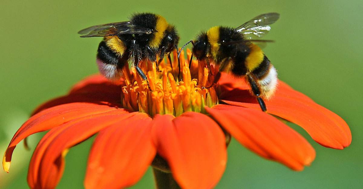 মৌমাছি সম্পর্কে কিছু তথ্য, যা অবাক করবে আপনাকে