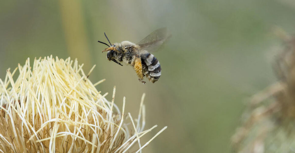 bee