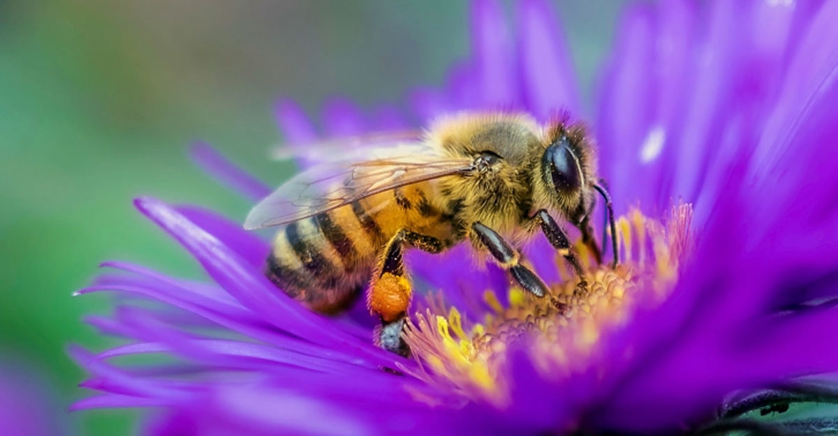 bee