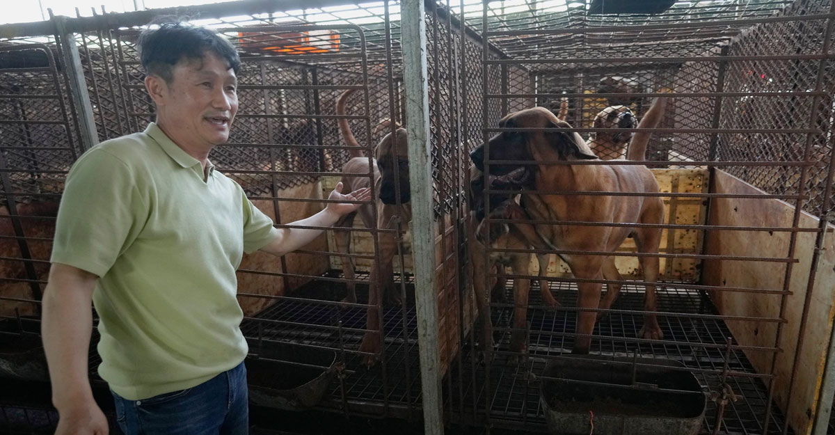 কুকুরের মাংস বিক্রি বন্ধ করতে চায় দক্ষিণ কোরিয়া