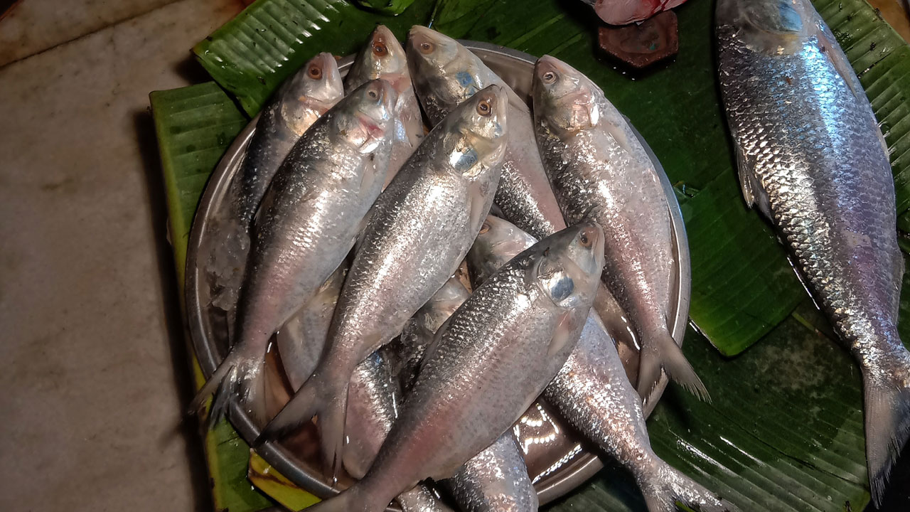 ilish
