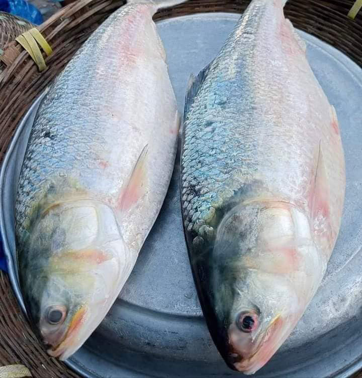 ilish
