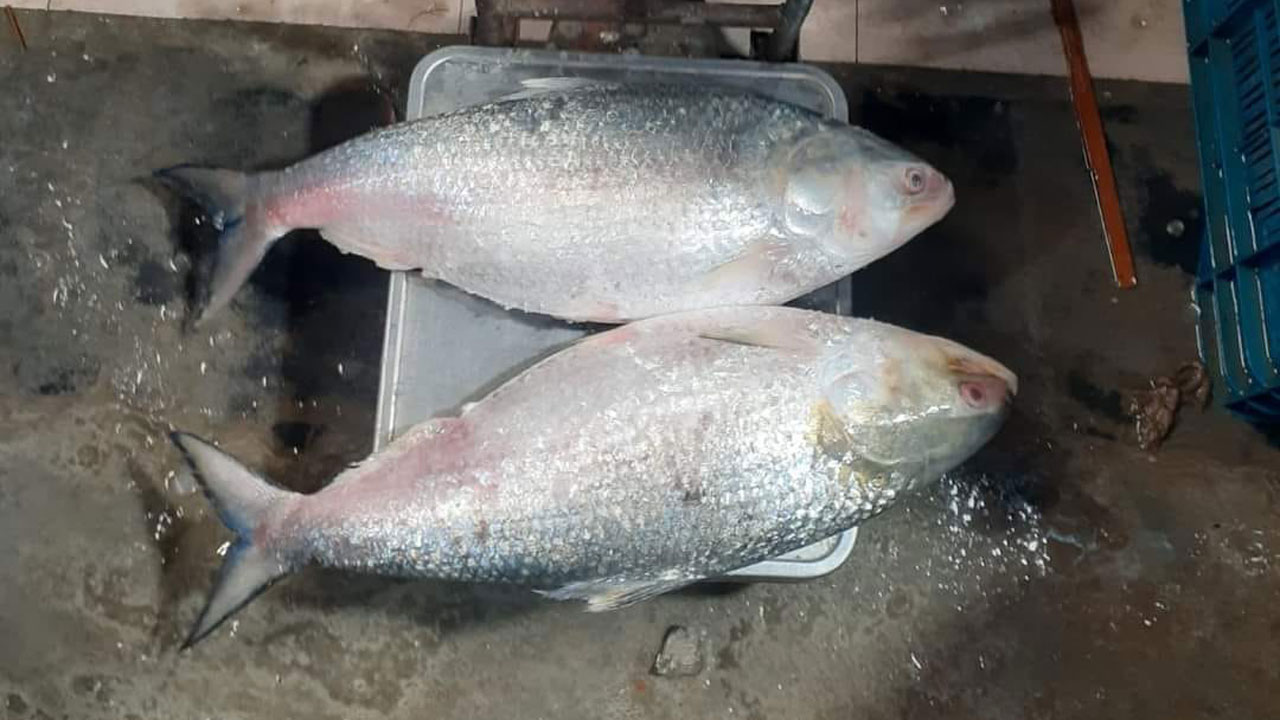 ilish