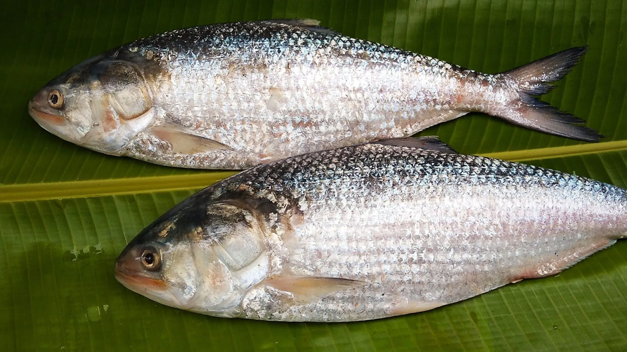 ilish