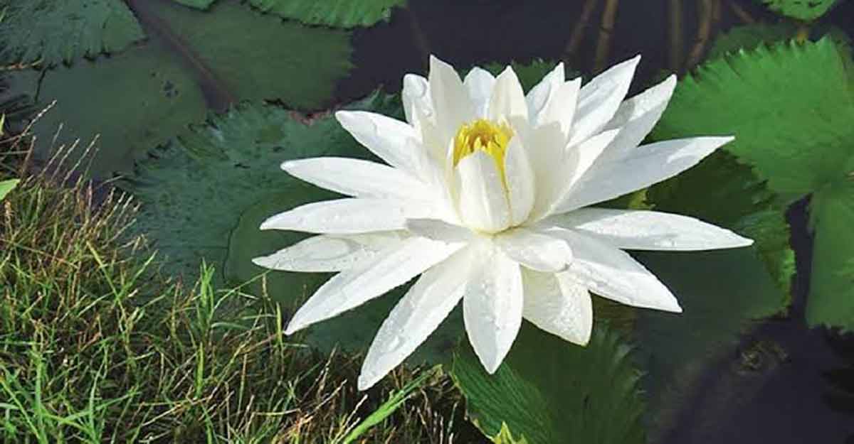 দক্ষিণাঞ্চল থেকে বিলুপ্তির পথে জাতীয় ফুল শাপলা