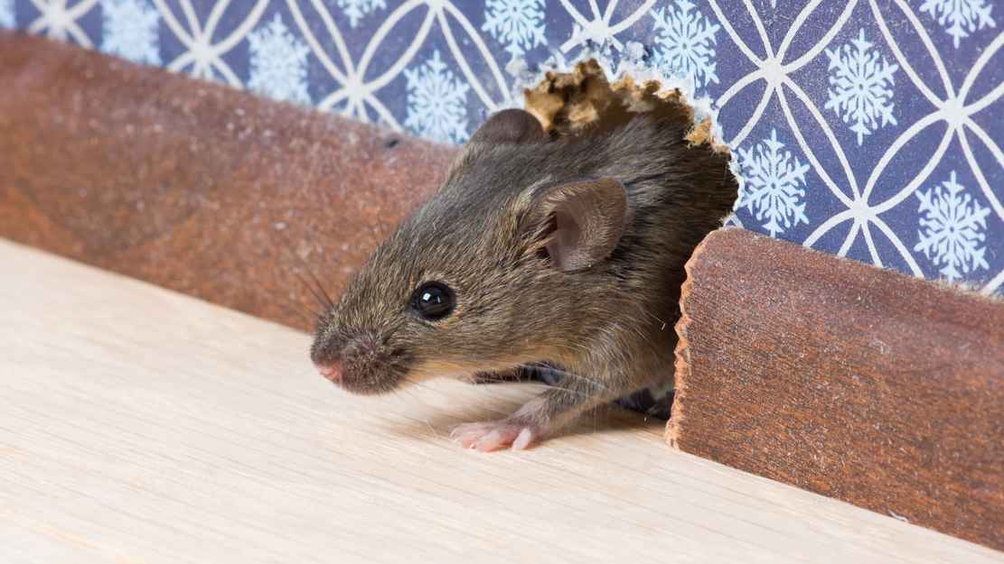 ইঁদুর তাড়ানোর ঘরোয়া উপায়