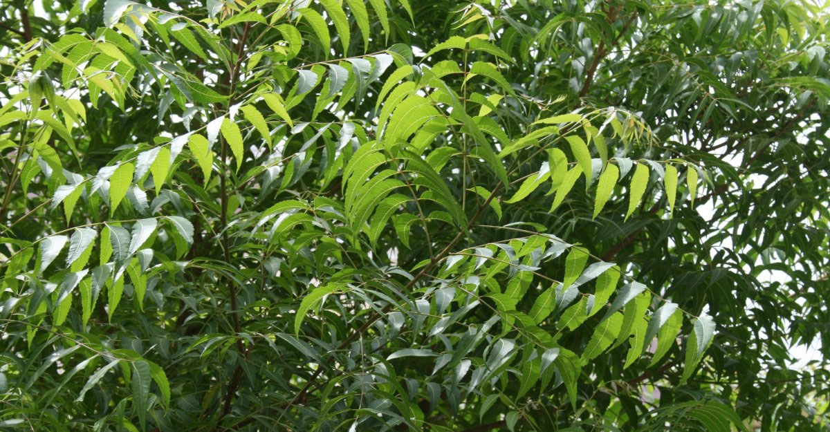 নিমপাতা তিতা হয় কেন? জানেন না বেশিরভাগ মানুষ