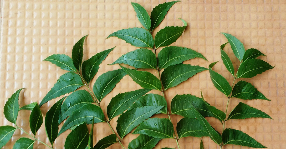 neem