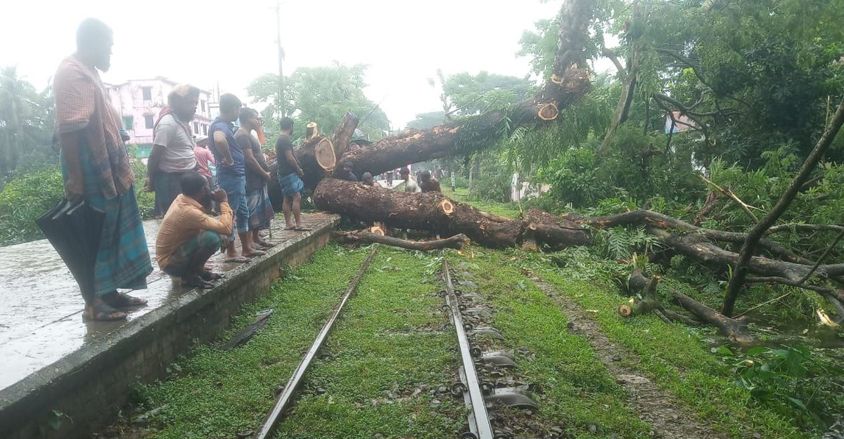 নোয়াখালীতে রেল লাইনে গাছ পড়ে ট্রেন যোগাযোগ বন্ধ