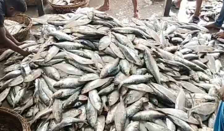 এক ট্রলারে ধরা পড়ল ৯৬ মণ ইলিশ, ৪০ লাখে বিক্রি