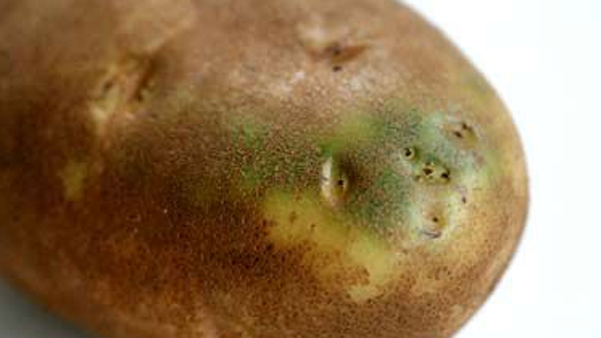 potato potato