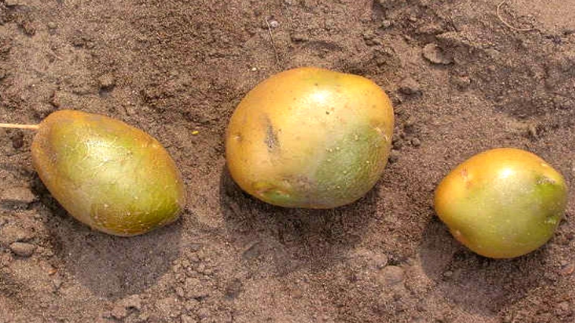 potato potato