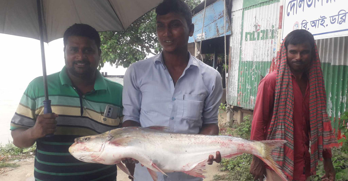 পদ্মার এক ঢাই মাছের দাম সাড়ে ১৩ হাজার
