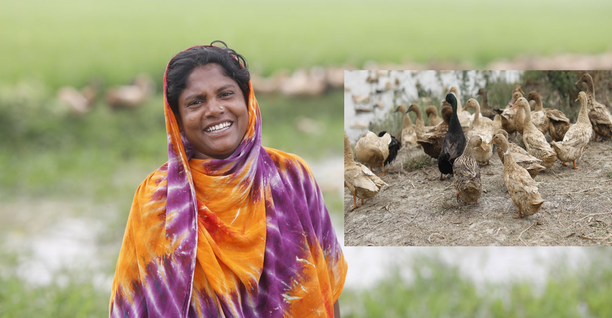 হাঁস পালন করেই শিল্পীর ঘরে এখন সুখের ছোঁয়া