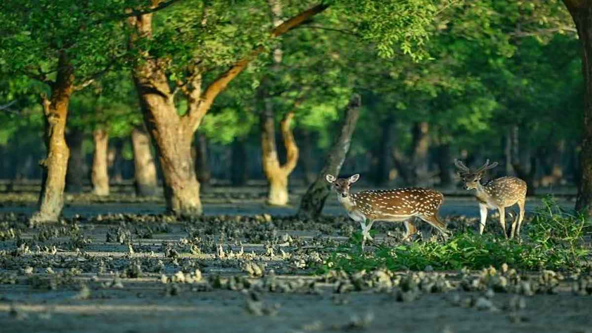 তিন মাস পর শুক্রবার দুয়ার খুলছে সুন্দরবনের