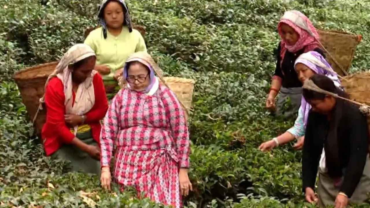 বাগানে শ্রমিকদের সঙ্গে চা পাতা তুললেন মমতা