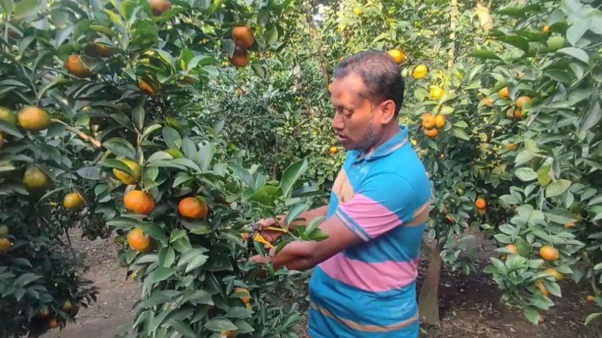 ব্রাহ্মণবাড়িয়ায় কমলা চাষে সফল প্রবাস ফেরত আলমগীর