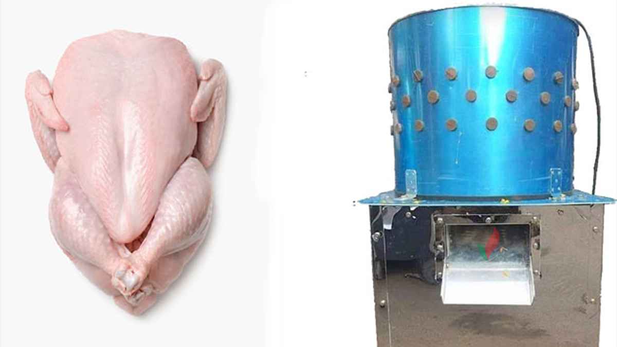 ড্রেসিং করা মুরগি খাওয়ার শরয়ি বিধান