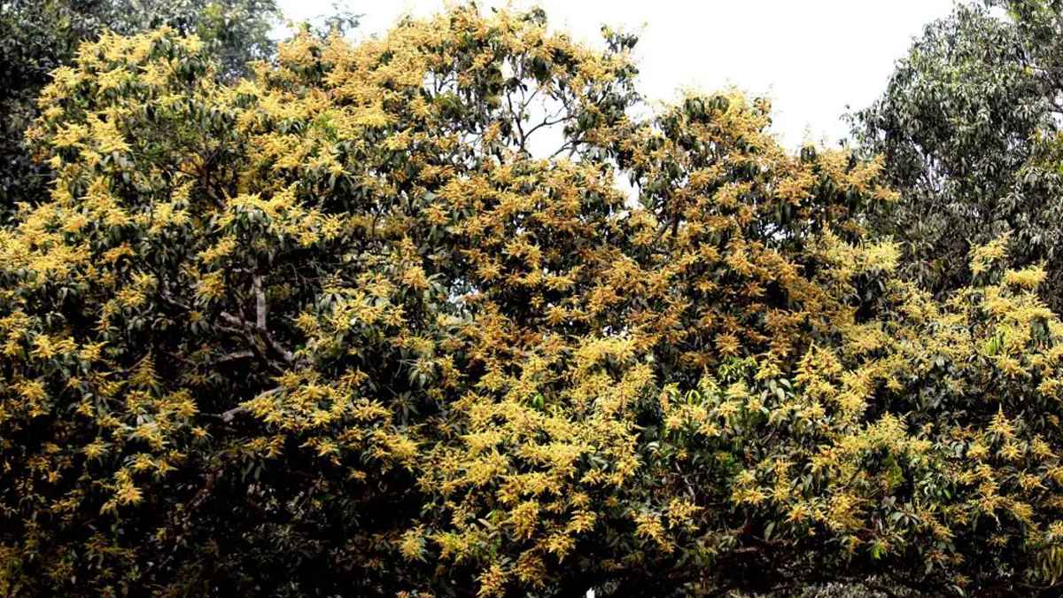 বাগানের ফল অগ্রিম বেচা-কেনা করা যায়?