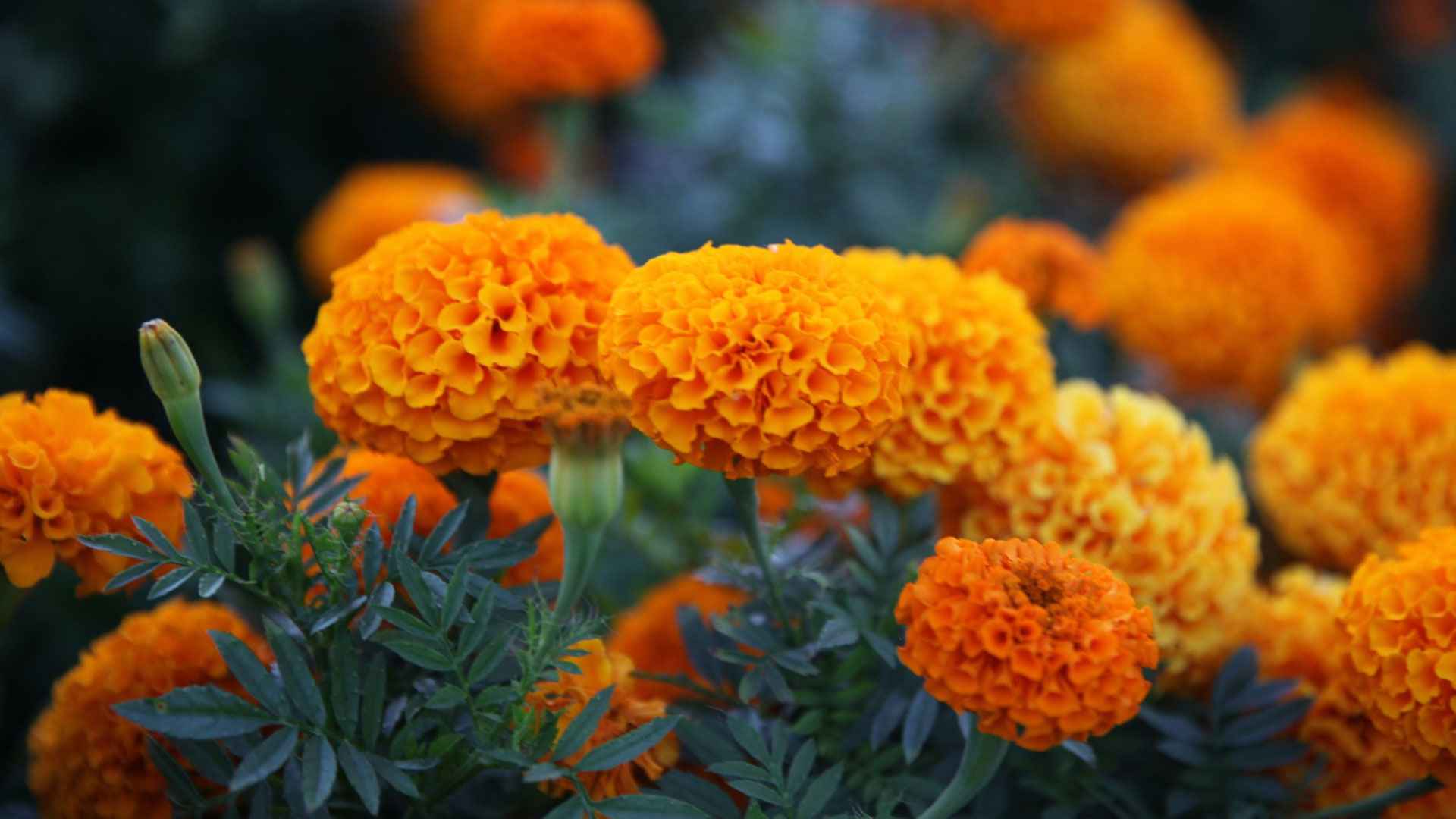 গাঁদা ফুলের এত উপকারিতা!