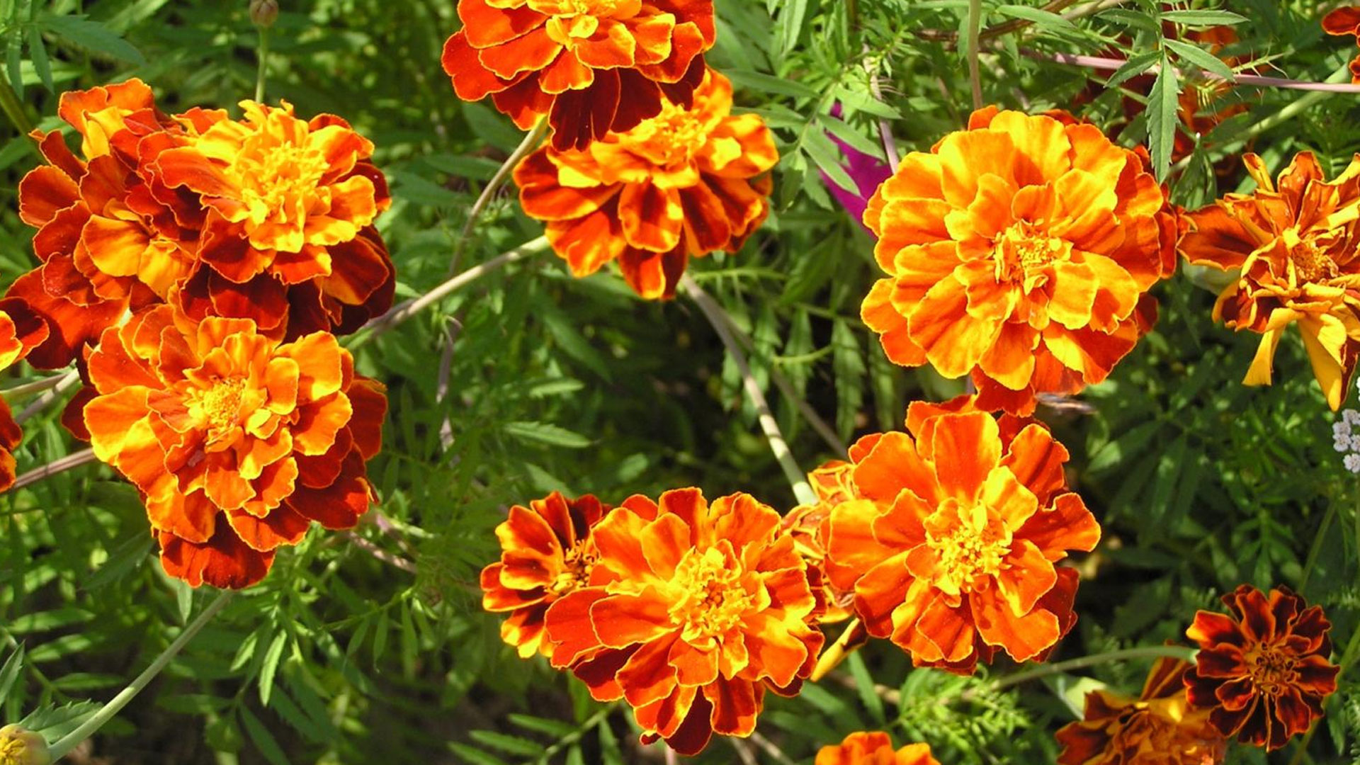 marigold2 marigold2