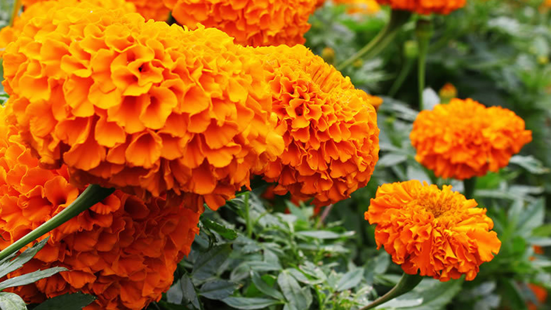 marigold4 marigold4