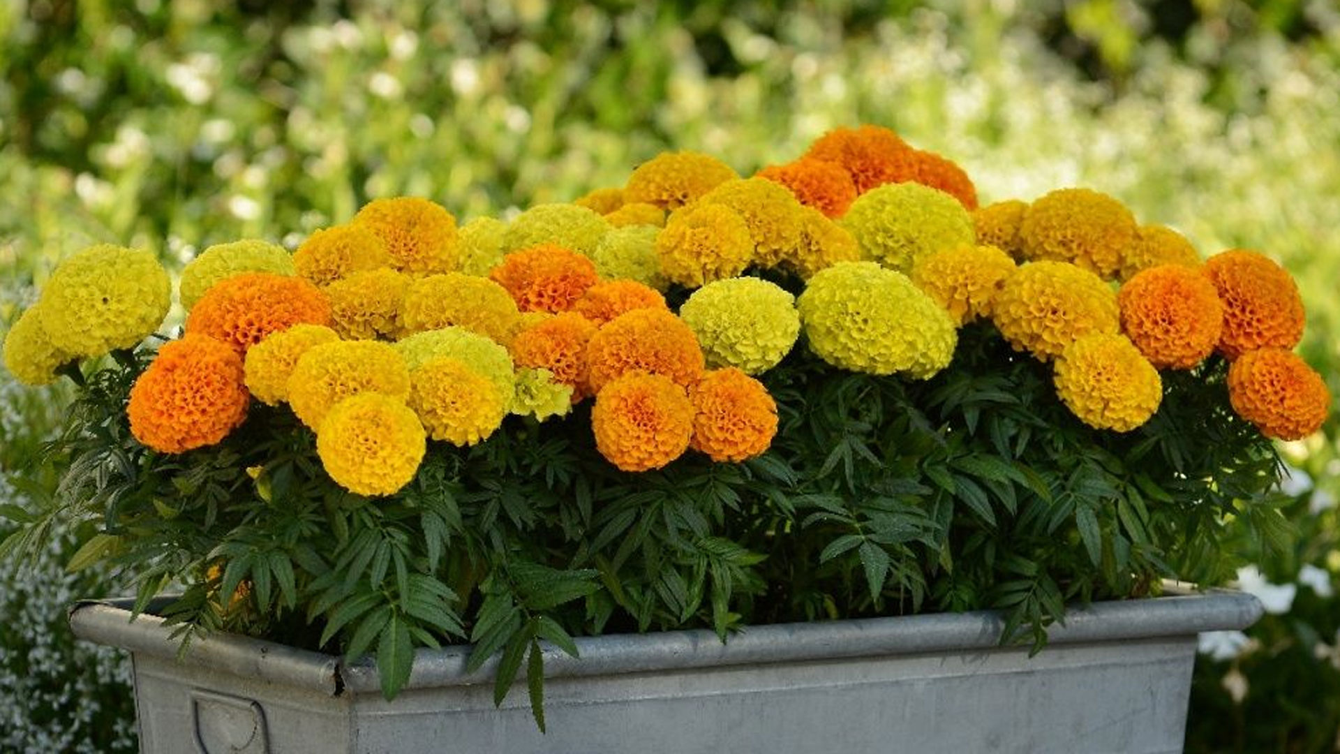 marigold7 marigold7